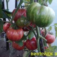 Семена томатов Гавриш Виагра