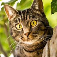 Cattt123 аватар