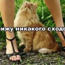 zigzak аватар