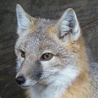 Серая Лиса аватар