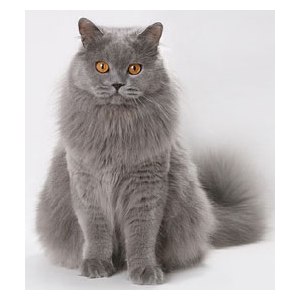 Уход за британской кошкой | Питомник британских кошек Wonder-Plush | Москва