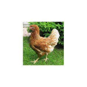 Куриная порода несушек — Ломан Браун (Ломан Красный)