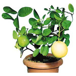 Как вырастить комнатный лимон и получить плоды