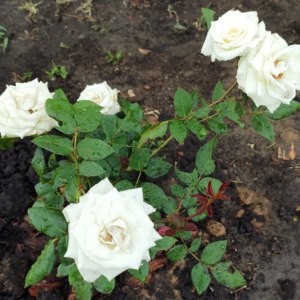 Цветок Сноу Дэнс: уникальная красота
