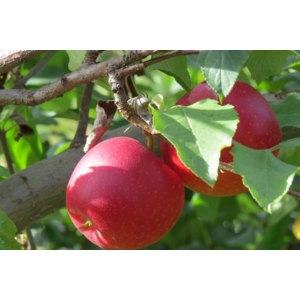 Сорт яблони Пепин шафранный - «Яблоня осень»