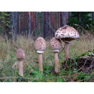 Как вкусно и быстро приготовить грибы зонтики (+25 фото)?