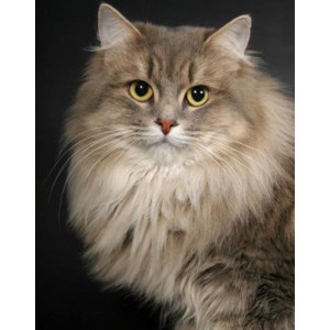 Сибирская кошка картинки - 83 фото