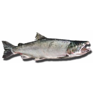 Рыба Кижуч Фото И Описание Цена Польза