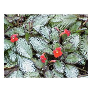 Эписция ( Episcia)  фото