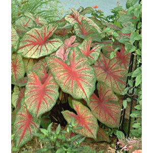 Каладиум ( Caladium) фото