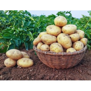 картофель сорт коломбо описание