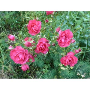 Роза почвопокровная Гартенфройд Gartnerfreude Toscana Vigorosa Lancashire Kordes