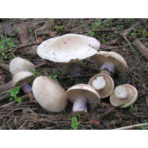 Где собирать грибы в Ставропольском крае?
