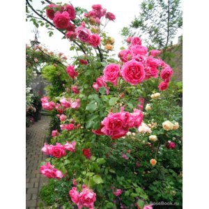 Роза плетистая Пинк ноз Клаудс - «Если Вам хочется завести в саду плетистую розу -присмотритесь к Пинк ноз Клаудс.»