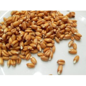 Помогает ли пророщенная пшеница от седины