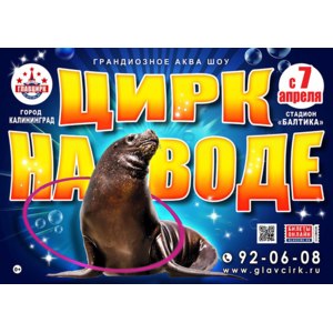 Цирк на воде. Розовый слон. , Калининград фото