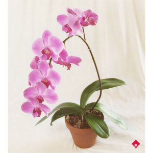 Орхидея Паваротти: описание, характеристики, посадка и выращивание - отзывы о сорте