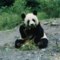 Jully-Panda аватар