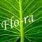 Flo-ra аватар