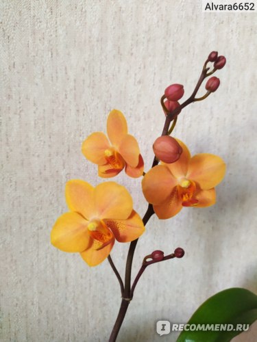 Орхидея Ирен Добкин