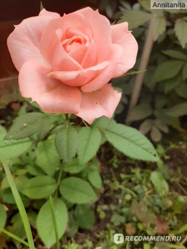 Роза Кордана - « Роза Кордана на дачном участке »