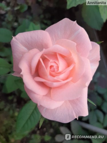 Роза чайно-гибридная Осирия (Osiria) - «Несчастная роза »