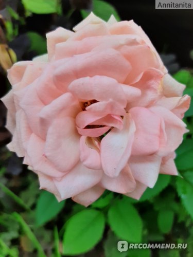 Роза Кордана - « Роза Кордана на дачном участке »