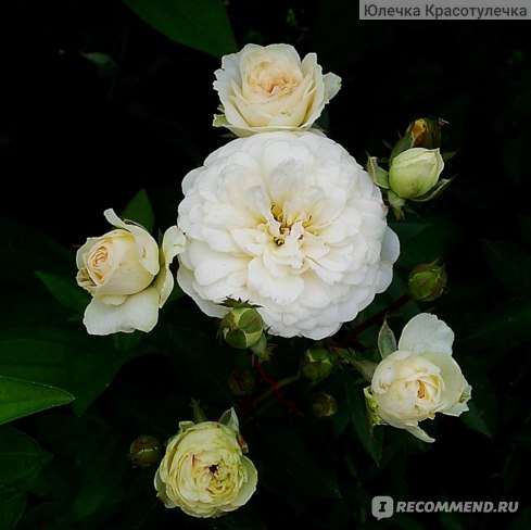 Удобрение для роз и хризантем «Красота» (Bona Forte) - «Удобрeниe для розБона Фортe, сeрия \