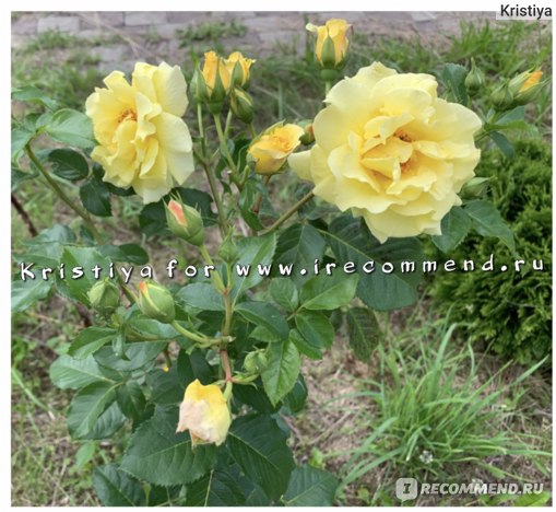 Роза Голден Парфюм: особенности и характеристика сорта, правила посадки, выращивания и ухода, отзывы - садовый флорист