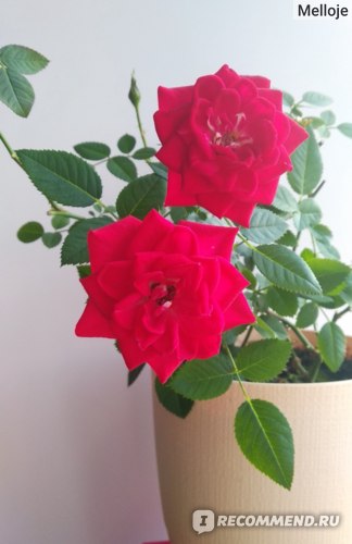 Роза Кордана - «Розу из магазина можно спасти и выращивать розы наподоконнике»