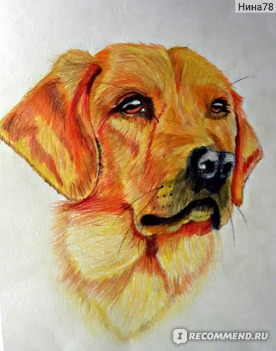 одна из работ дочери - собака цветные карандаши, нарисован с помощью Ютюб