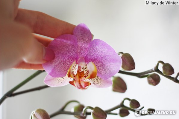 Как правильно нарастить крепкие корни у детки орхидеи