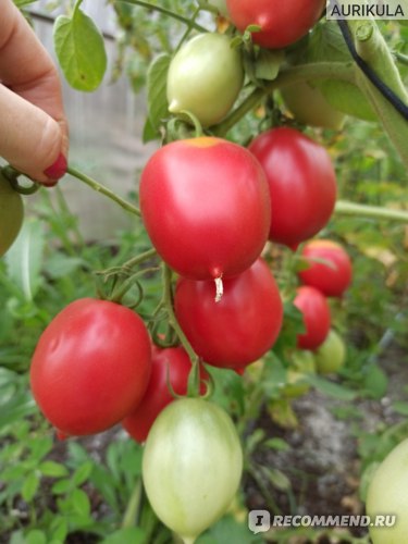 Сорт томата Сызранская пипочка фото