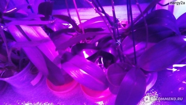 Фитолампа для растений Aliexpress Full Spectrum LED Grow Light 18W E14 /E27/GU10 Spotlight Lamp Bulb Flower Plant Greenhouse Hydroponics System 110V 220V Grow Box фото