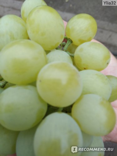 Виноград зеленный ранний 