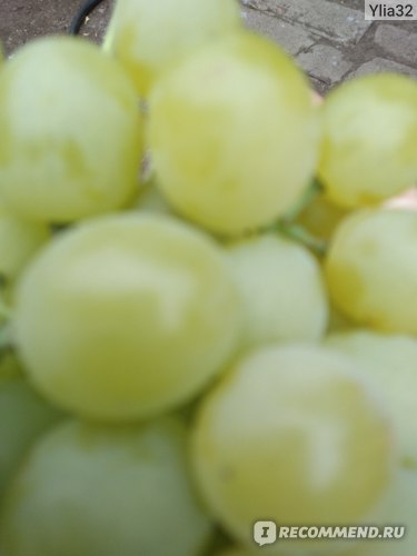 Виноград зеленный ранний 