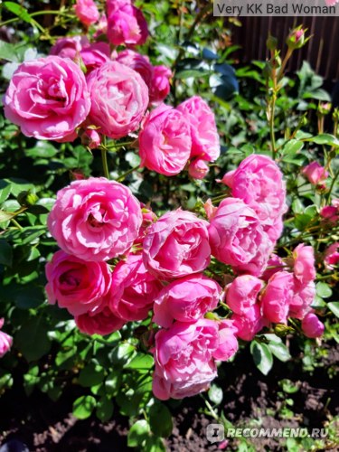 Роза Помпонелла: фото и описание, отзывы, посадка и уход - полезная информация для садоводов
