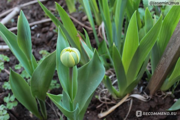 Тюльпаны Дабл Прайс: особенности и характеристики сорта, посадка и выращивание, отзывы