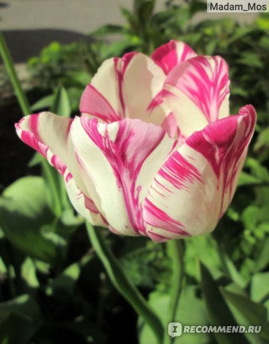 Мраморные тюльпаны цветы реутов с бесплатной доставкой