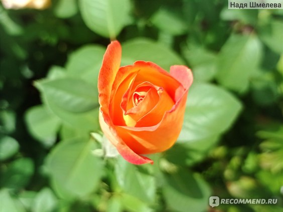 Роза Боника: особенности и характеристика сорта, правила посадки, выращивания и ухода, отзывы