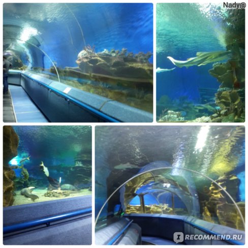 Океанариум Петербург. Подводный тоннель.