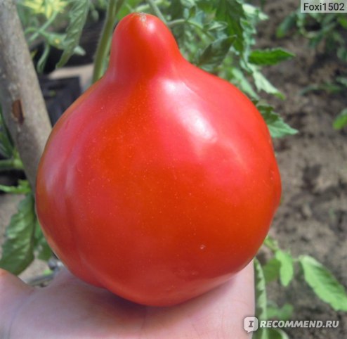 Томат Король Сибири - «Для кого то он КОРОЛЬ СИБИРИ, а я называю егоДОМАШНИМ АНАНАСОМ!! Это самый лучший, урожайный сорт из оранжевых,крупноплодных томатов.»
