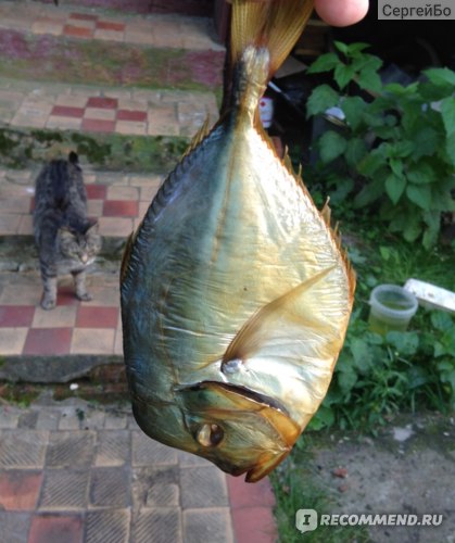 Рыба Вомер копчёный фото