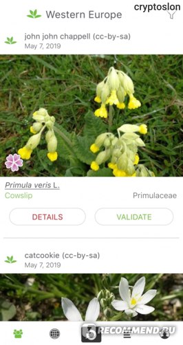 Название Растения По Фото В Яндексе
