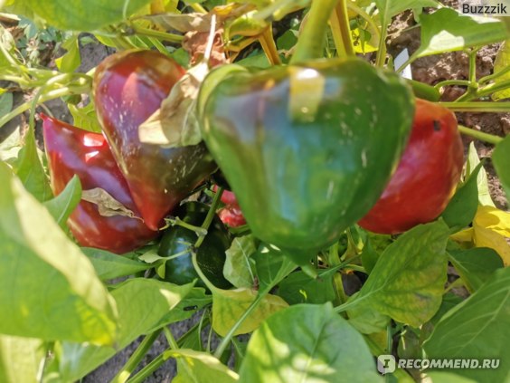 Выращивание перца в контейнерах: секреты красоты и вкуса | Наш-сад.ru