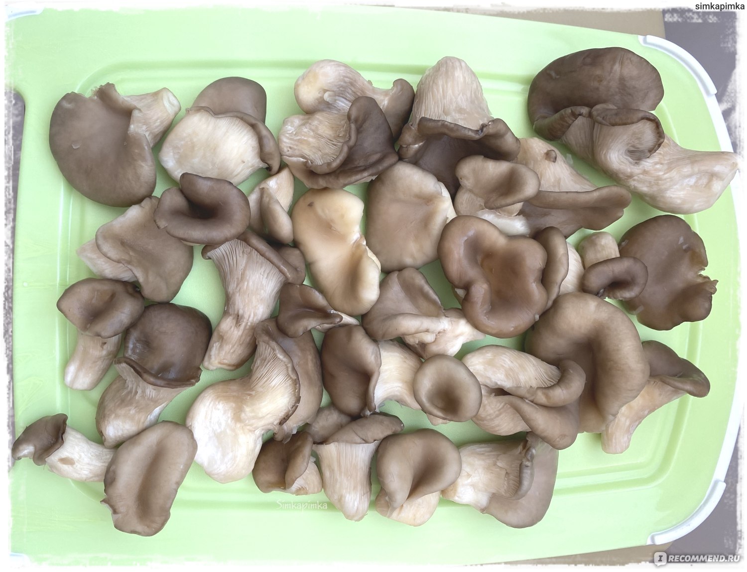 маринованные грибы вешенки быстрый рецепт самые вкусные