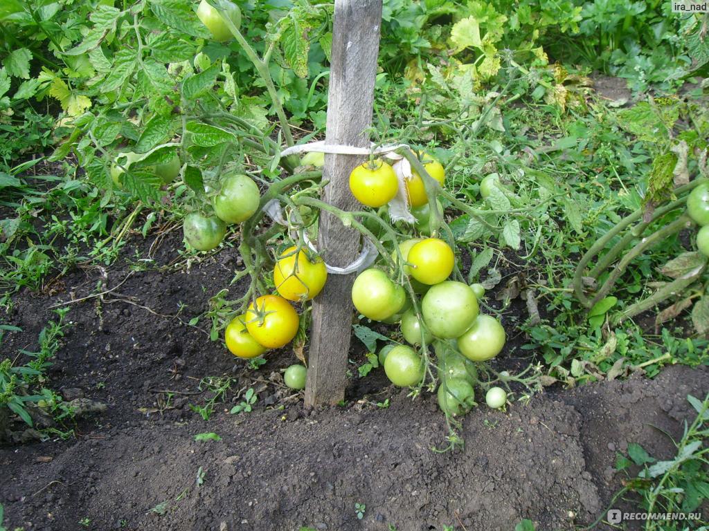 Семена томат Янтарный, фирма Седек - «мой желтый любимчик» | отзывы